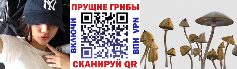mega как войти Кирс Галлюциногенные грибы Psilocybine cubensis магазин